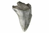 Partial, Fossil Megalodon Tooth #193996-1